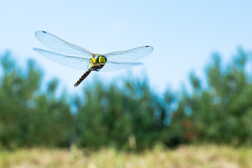 Dragonfly macro photo (close up)