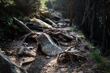 Scary roots in a dark forest