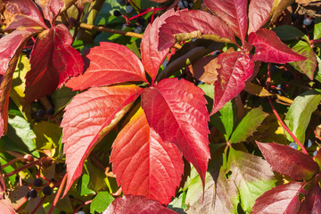 rotes Blatt vom wilden Wein