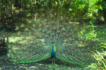 peacock is dancing © Sekson