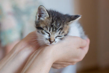 Close up of cute kitty in woman's hands.