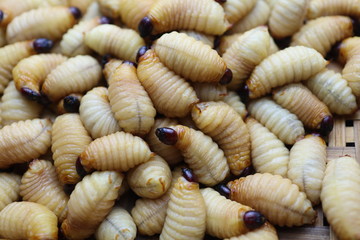 grub that live in the tree, macro Top view.