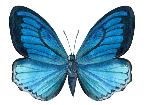 blue butterfly on an isolated white background, watercolor illustration, hand drawing, painting