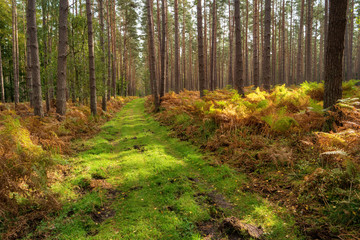 Bog Landscape in  Mecklenburg-Western Pomerania in Germany