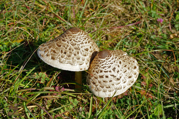 Gemeiner Riesenschirmling, Parasolpilz, Macrolepiota procera, parasol mushroom,