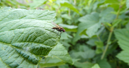 Fly close-up sitting on a currant leaf. Flies are dangerous insects for humans. Carriers of infections, viruses and diseases.