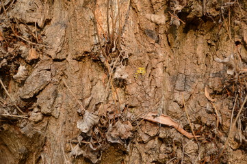 The texture of the old cut wood