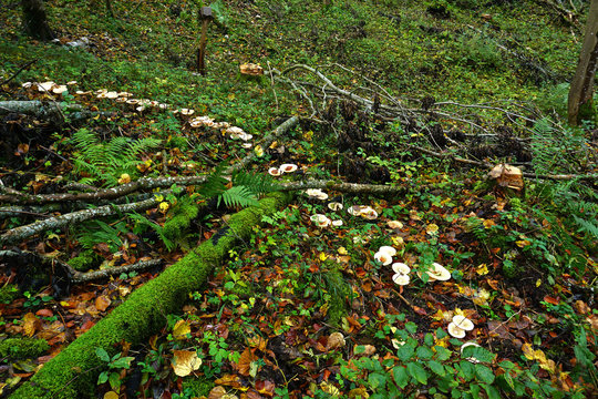 M&ouml;nchskopf, Infundibulicybe geotropa,