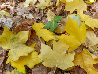 Autumn leaves are red yellow and green. Beautiful Autumn Background.