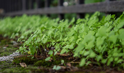 close up on the leafs