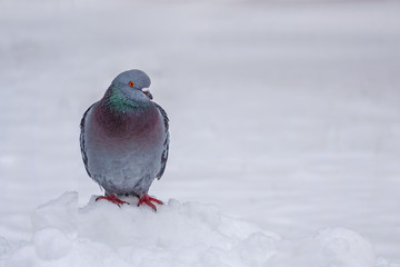 portrait of gray dove on the snow, close up
