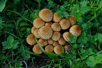 Sparriger Schüppling, Pholiota squarrosa, scaly pholiota