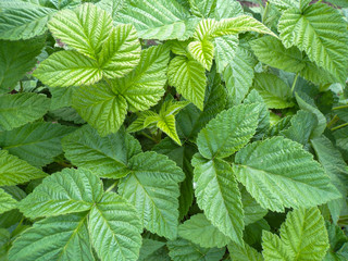 Raspberry leaves grow in the garden. Raspberry plantations in Russia. Background of raspberry leaves.