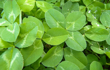Glade clover in the forest. Wild clover close-up. Grass in the forest.