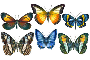 collection of colorful butterflys on an isolated white background, watercolor illustration, hand drawing, painting