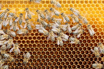 Bienenvolk beim arbeiten