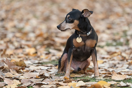 รูปภาพMinipin เลือกดูภาพถ่ายสต็อก เวกเตอร์ และวิดีโอ148 Adobe Stock