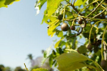 avocado tree vegetable farm garden sunny summer day organic healthy food