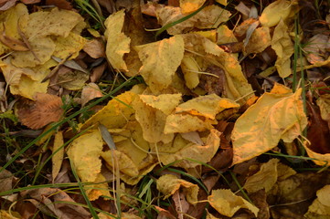 Fallen foliage texture