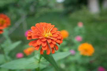 Beautiful bright chrysanthemum flower on the background