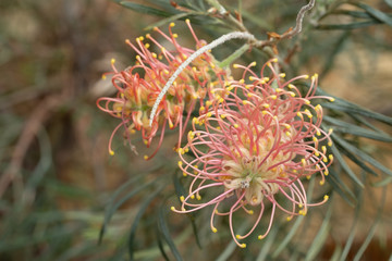 Fototapeta premium Pink and yellow protea flower amid foliage, photographed in a greenhouse in Somerset UK. Proteas are native to South Africa and are its national flower.