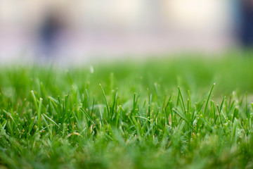 lawn in soft focus (small depth of field)