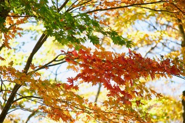 紅葉の信号機