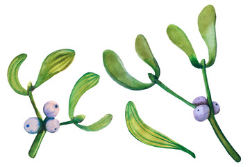 Watercolor leaves, plants,  Watercolor mistletoe set. 