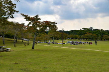 Fototapeta na wymiar 奈良公園