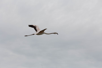  FENICOTTERO ROSA IN VOLO