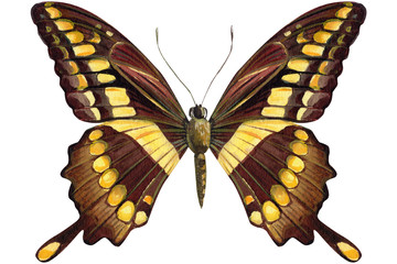 tropical butterfly on an isolated white background, watercolor illustration, hand drawing, painting