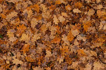 Dry oak leaves background.