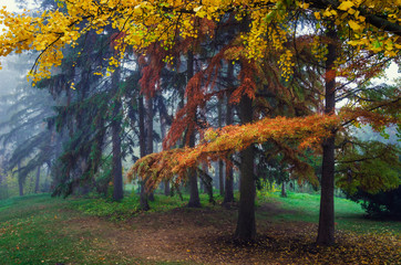 Obrazy na Szkle  Kolorowa jesienna scena.