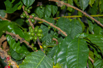 Fresh red coffee berries beans background. arabica coffee berries in organic coffee plantation.