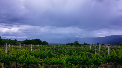 Fototapeta na wymiar cloudy weather at the vineyard 