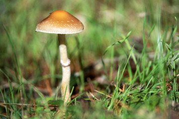Fototapeta premium Beautiful closeup of forest mushrooms. Gathering mushrooms. Mushrooms photo, forest photo, forest background .