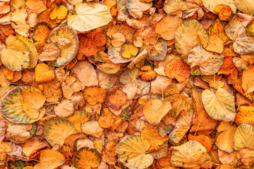 Dry yellow linden leaves covering ground
