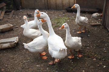 Obraz premium Group of White Goose in the garden 