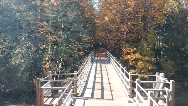 low angle revealing drone shot of lady looking at view on old wooden rail bridge in Canada in the fall