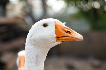 Beak and Face of White Goose 