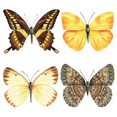 Butterflies on an isolated white background, watercolor illustration.