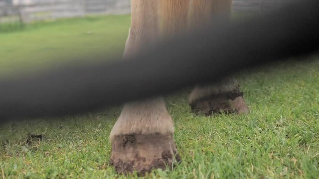 extreme close up of the swinging rope nearby a horse foot showing the tail and mane in a grassy ground .extreme close up shot 