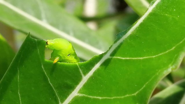 Pest, Green caterpillar  eating Adenium leaf before transform to larva or chrysalis of  Butterfly