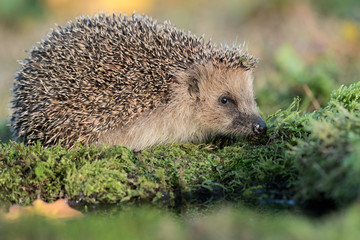 Portrait of European hedgehog (Erinaceus europaeus)
