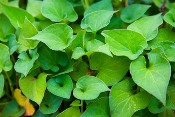 Plu Kaow or Houttuynia cordata Thunb. Herbs for cancer treatment, Houttuynia cordata kwon as fish mint Thai herbal medicine.
