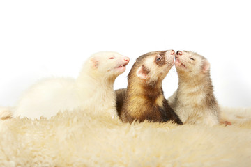 Group of ferrets posing for portrait in studio