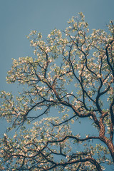 Flowering tree against the blue sky