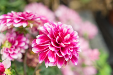 Beautiful bright purple chrysanthemum flower on the background