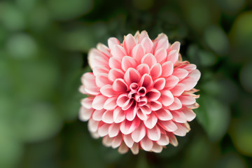 close up pink chrysanthemum for background