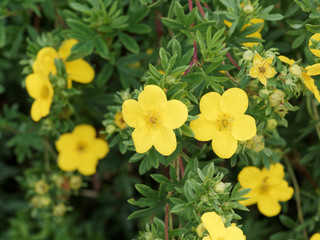 (Dasiphora fruticosa)  Gros plan sur fleurs jaune or et lumineuse de potentille arbustive  - obrazy, fototapety, plakaty
